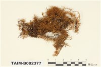 藏品(羽苔屬)的圖片